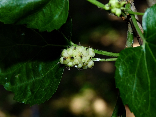{Morus alba}